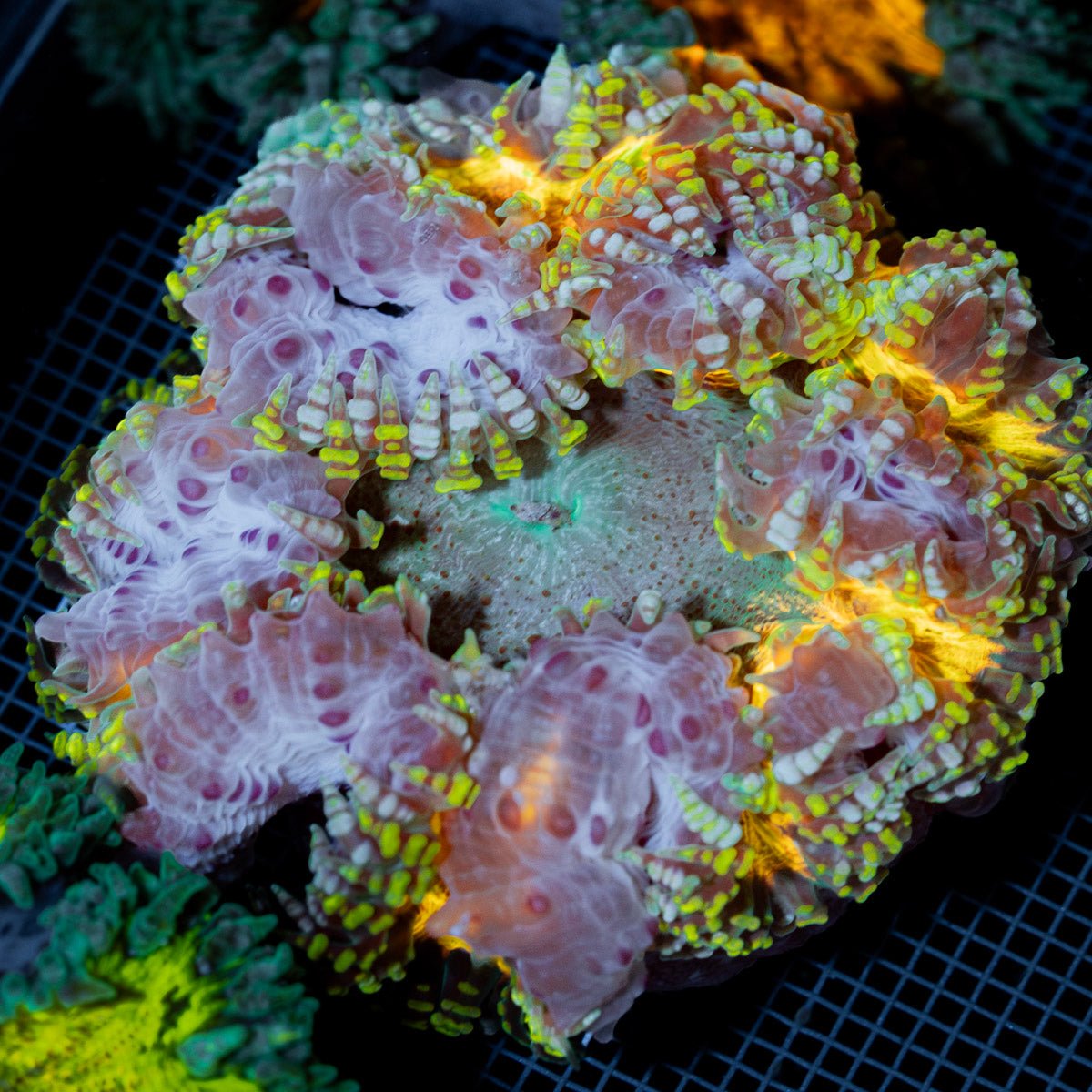 Ultra Rock Flower Anemone with colorful oral disc in reef aquarium