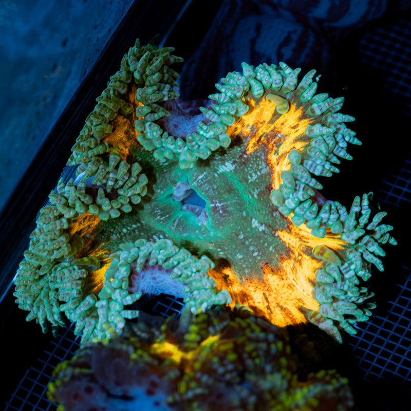 Ultra Rock Flower Anemone with colorful oral disc in reef aquarium