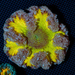 Ultra Rock Flower Anemone with colorful oral disc in reef aquarium