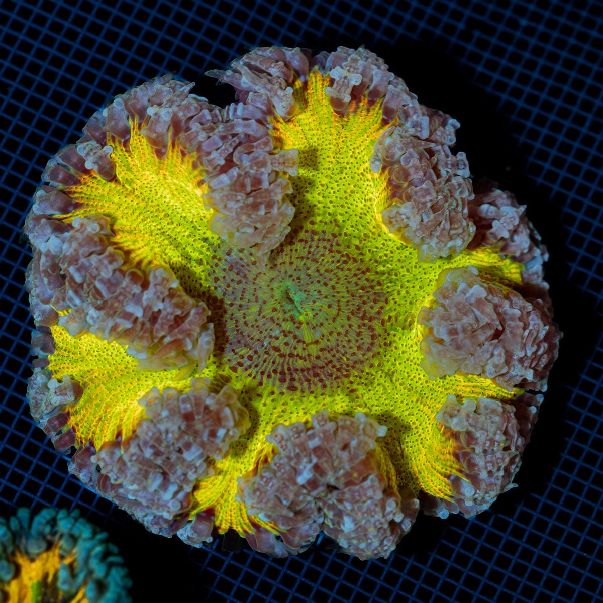 Ultra Rock Flower Anemone with colorful oral disc in reef aquarium