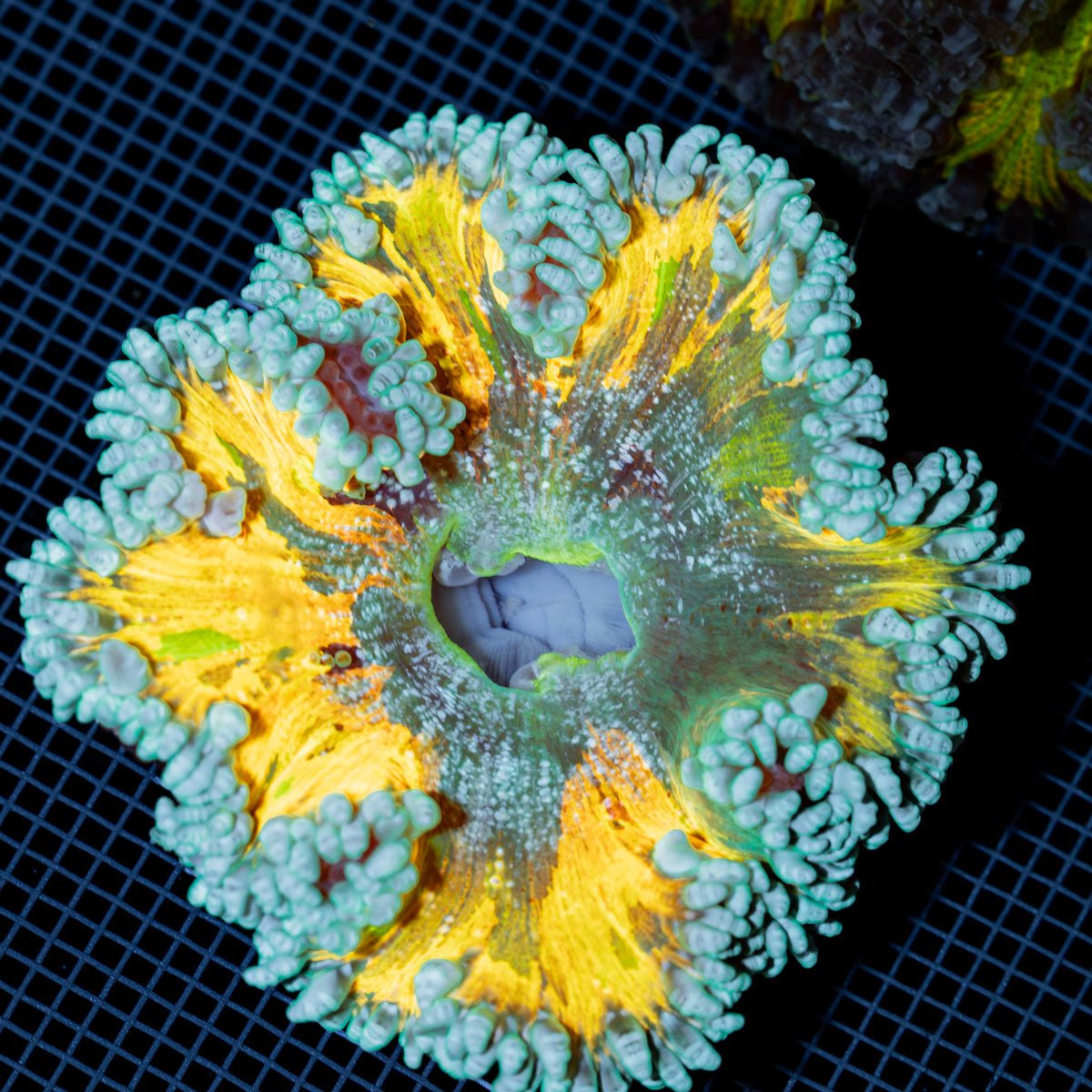 Ultra Rock Flower Anemone with colorful oral disc in reef aquarium