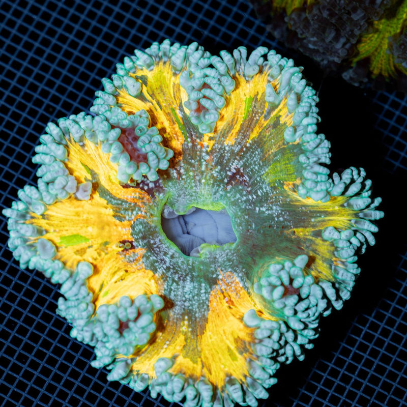 Ultra Rock Flower Anemone with colorful oral disc in reef aquarium