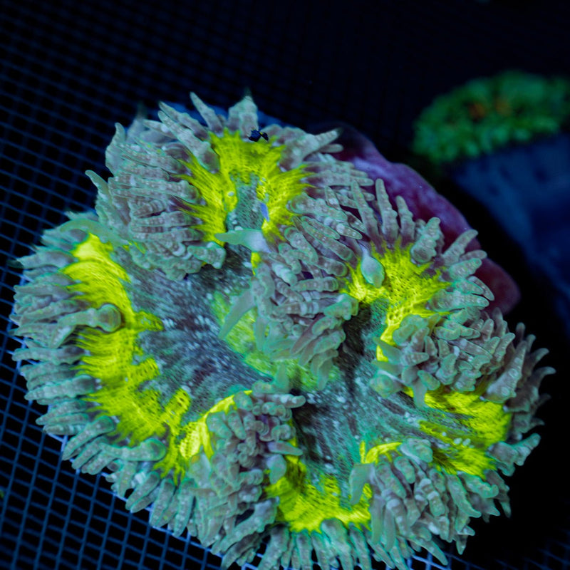 Ultra Rock Flower Anemone with colorful oral disc in reef aquarium
