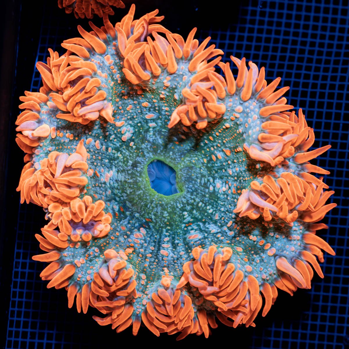 Ultra Rock Flower Anemone with colorful oral disc in reef aquarium
