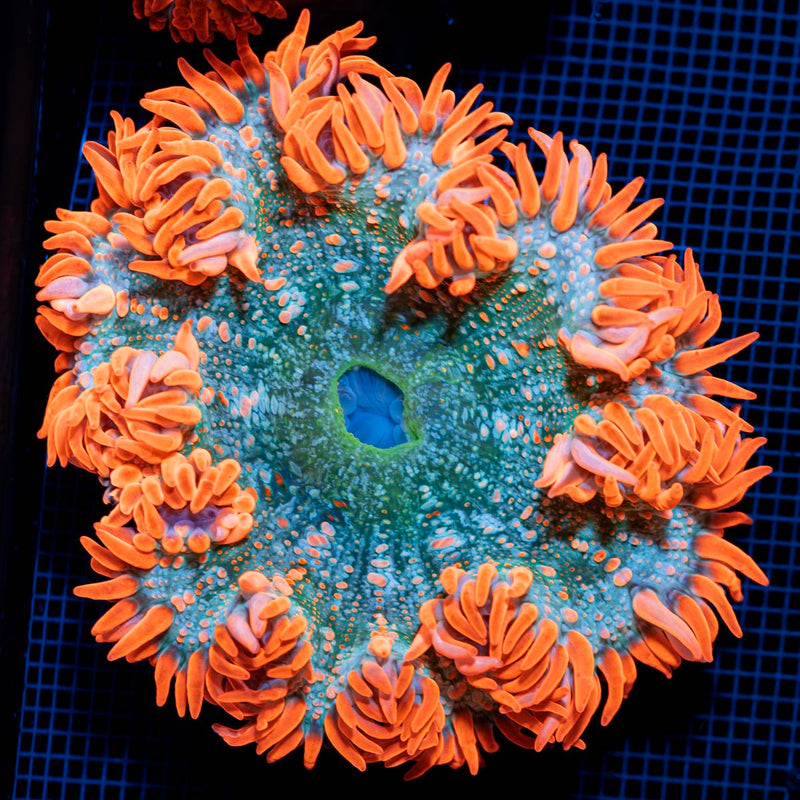 Ultra Rock Flower Anemone with colorful oral disc in reef aquarium