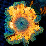 Ultra Rock Flower Anemone with colorful oral disc in reef aquarium