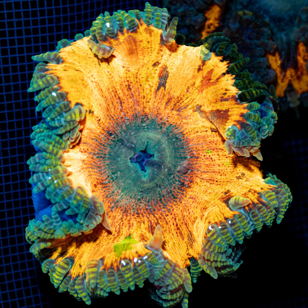 Ultra Rock Flower Anemone with colorful oral disc in reef aquarium