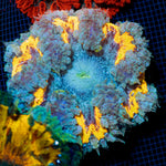 Ultra Rock Flower Anemone with colorful oral disc in reef aquarium