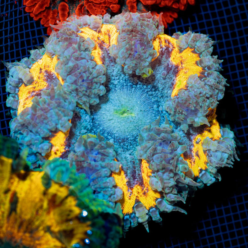 Ultra Rock Flower Anemone with colorful oral disc in reef aquarium