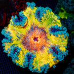 Ultra Rock Flower Anemone with colorful oral disc in reef aquarium