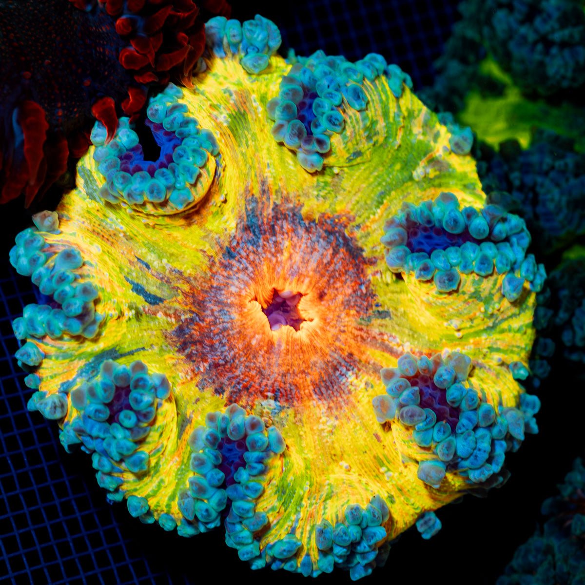 Ultra Rock Flower Anemone with colorful oral disc in reef aquarium