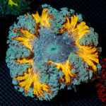 Ultra Rock Flower Anemone with colorful oral disc in reef aquarium