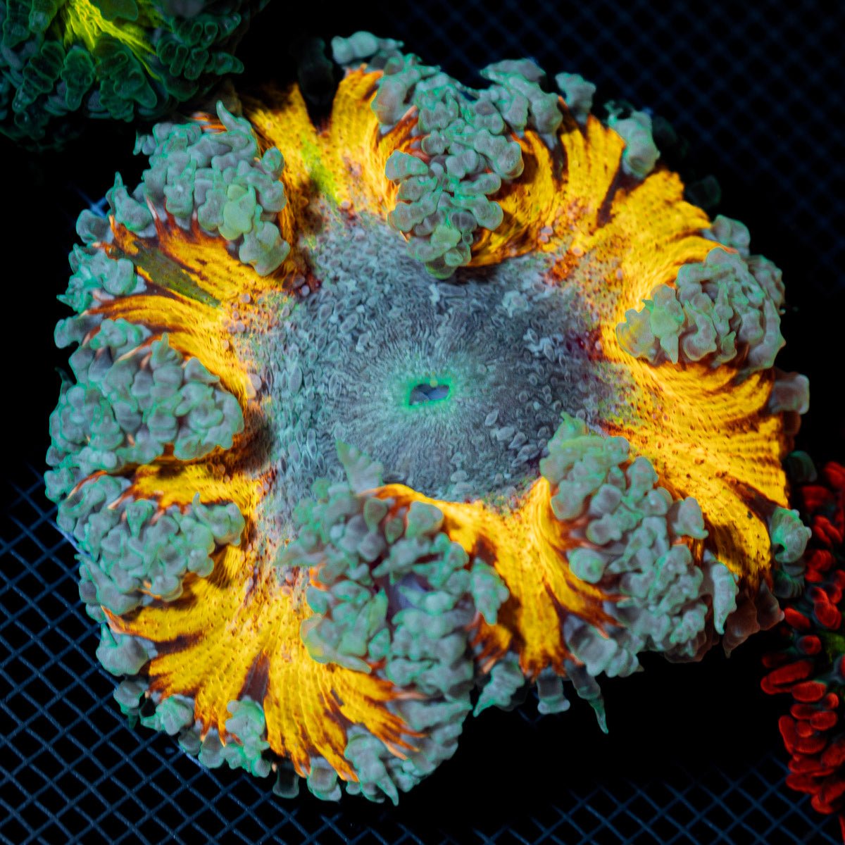 Ultra Rock Flower Anemone with colorful oral disc in reef aquarium