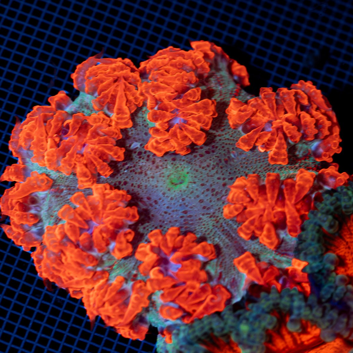 Ultra Rock Flower Anemone with colorful oral disc in reef aquarium