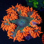 Ultra Rock Flower Anemone with colorful oral disc in reef aquarium