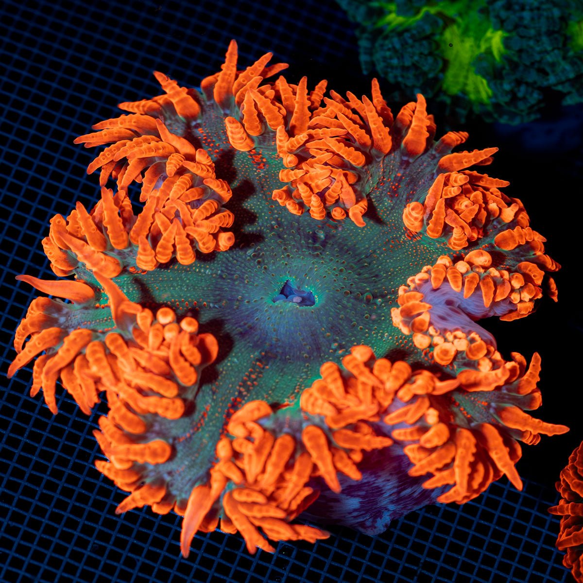 Ultra Rock Flower Anemone with colorful oral disc in reef aquarium