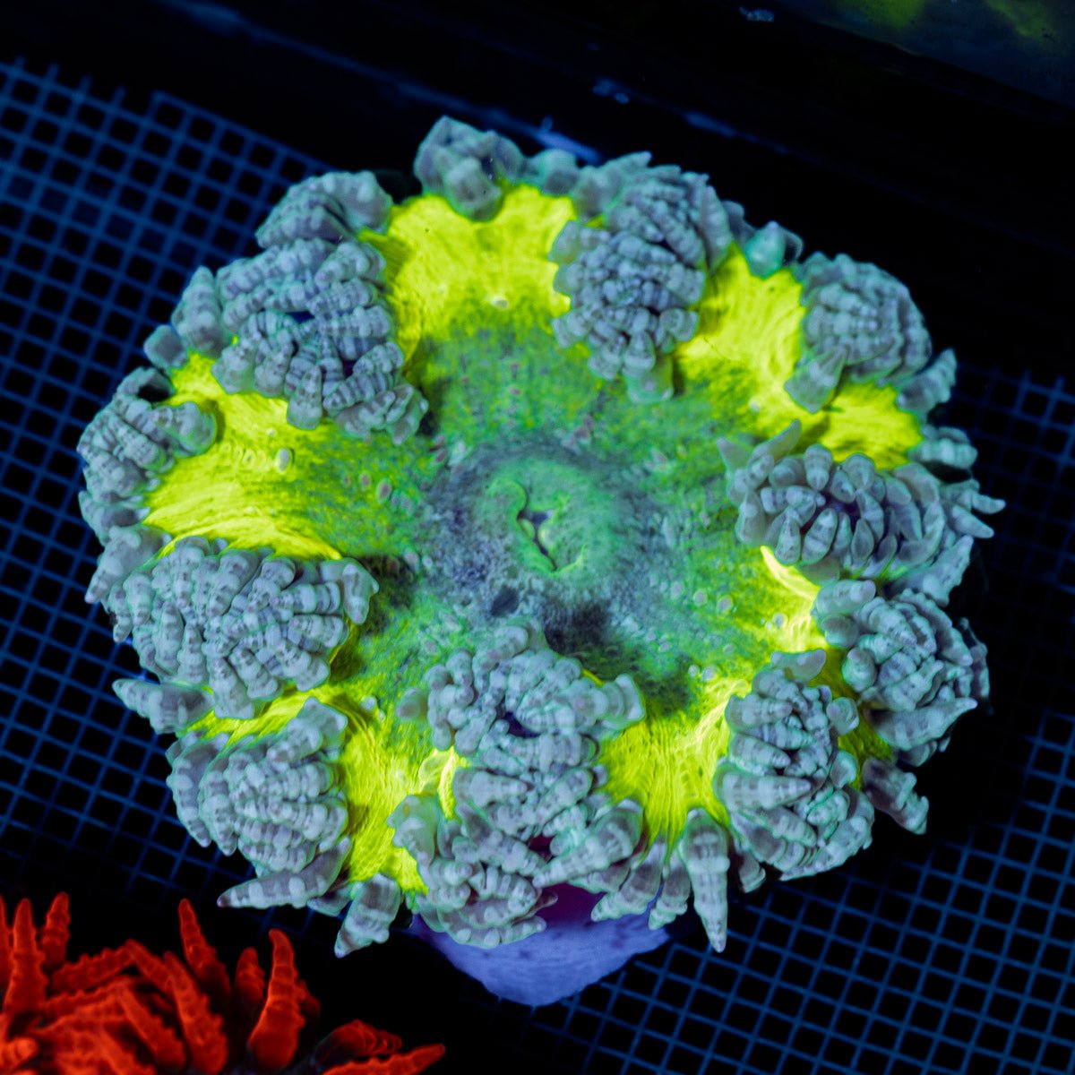 Ultra Rock Flower Anemone with colorful oral disc in reef aquarium
