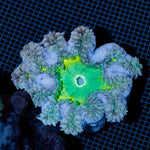 Ultra Rock Flower Anemone with colorful oral disc in reef aquarium