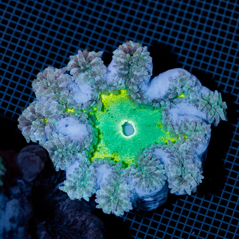 Ultra Rock Flower Anemone with colorful oral disc in reef aquarium