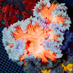 Ultra Rock Flower Anemone with colorful oral disc in reef aquarium