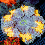 Ultra Rock Flower Anemone with colorful oral disc in reef aquarium