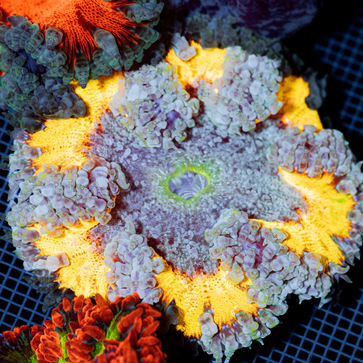 Ultra Rock Flower Anemone with colorful oral disc in reef aquarium