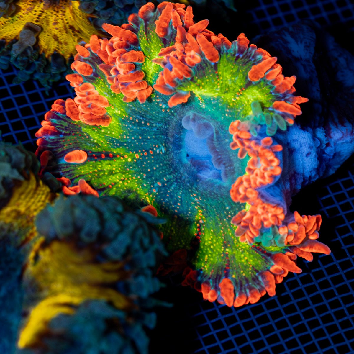 Ultra Rock Flower Anemone with colorful oral disc in reef aquarium