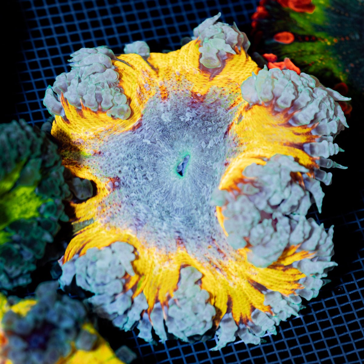 Ultra Rock Flower Anemone with colorful oral disc in reef aquarium