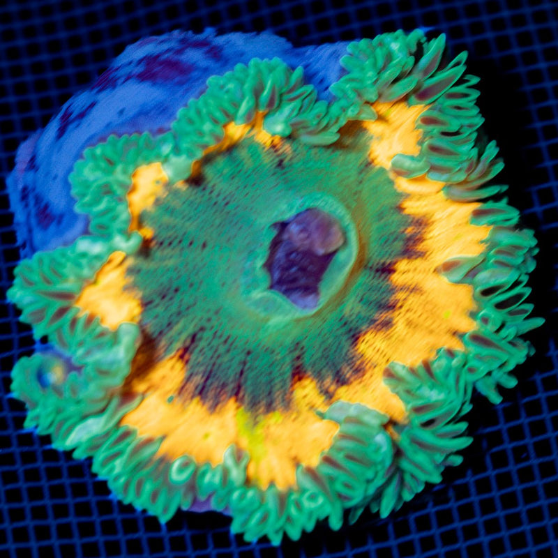 Ultra Rock Flower Anemone with colorful oral disc in reef aquarium