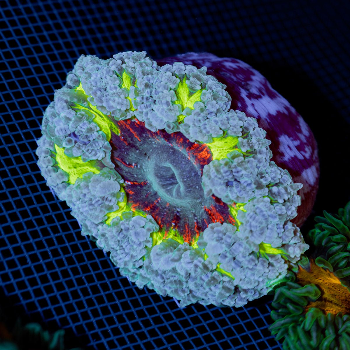 Ultra Rock Flower Anemone with colorful oral disc in reef aquarium