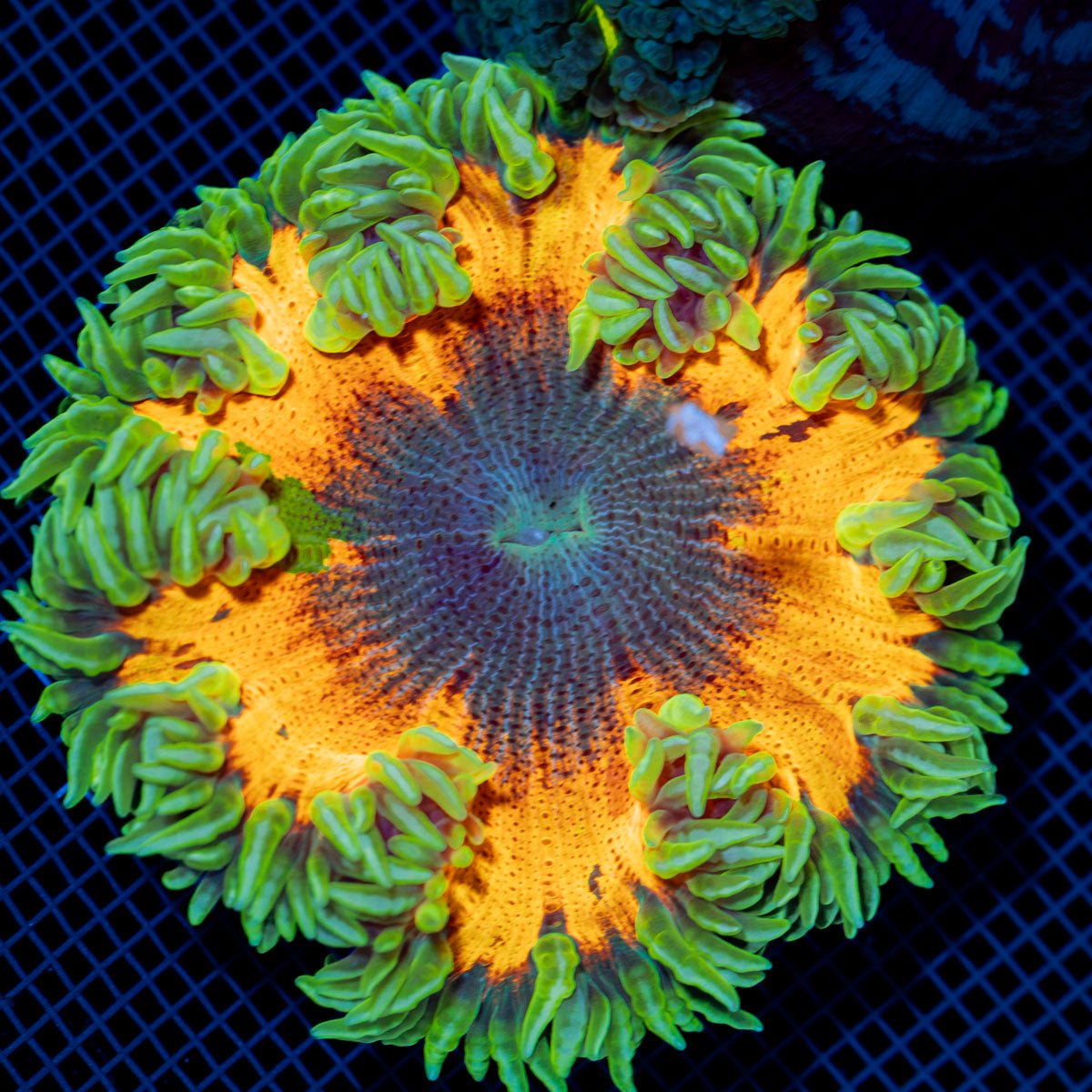Ultra Rock Flower Anemone with colorful oral disc in reef aquarium