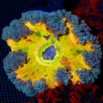 Ultra Rock Flower Anemone with colorful oral disc in reef aquarium