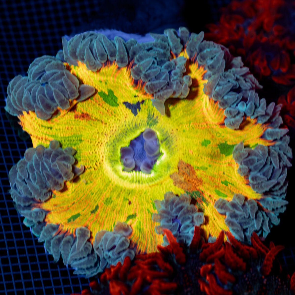 Ultra Rock Flower Anemone with colorful oral disc in reef aquarium