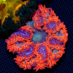 Ultra Rock Flower Anemone with colorful oral disc in reef aquarium