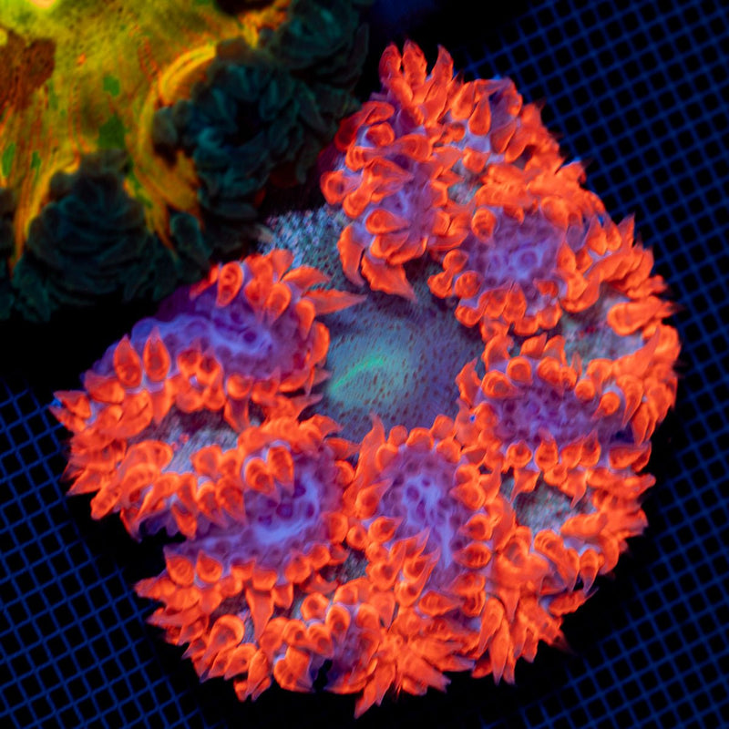Ultra Rock Flower Anemone with colorful oral disc in reef aquarium