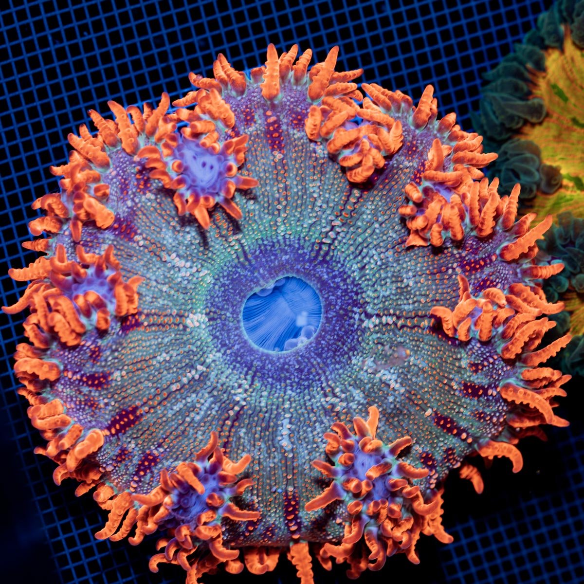 Ultra Rock Flower Anemone with colorful oral disc in reef aquarium