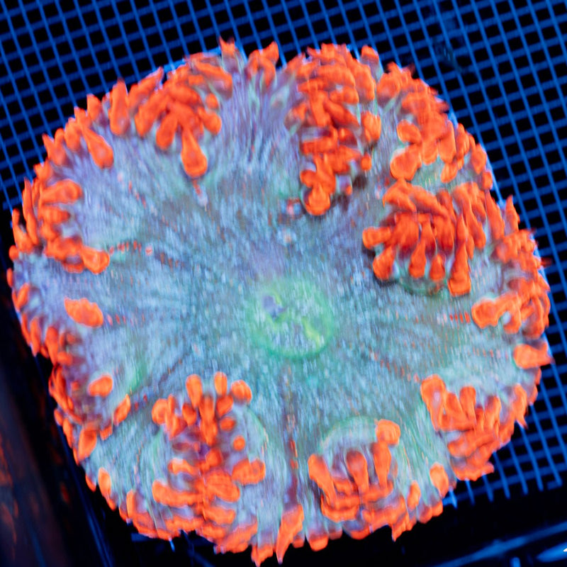 Ultra Rock Flower Anemone with colorful oral disc in reef aquarium