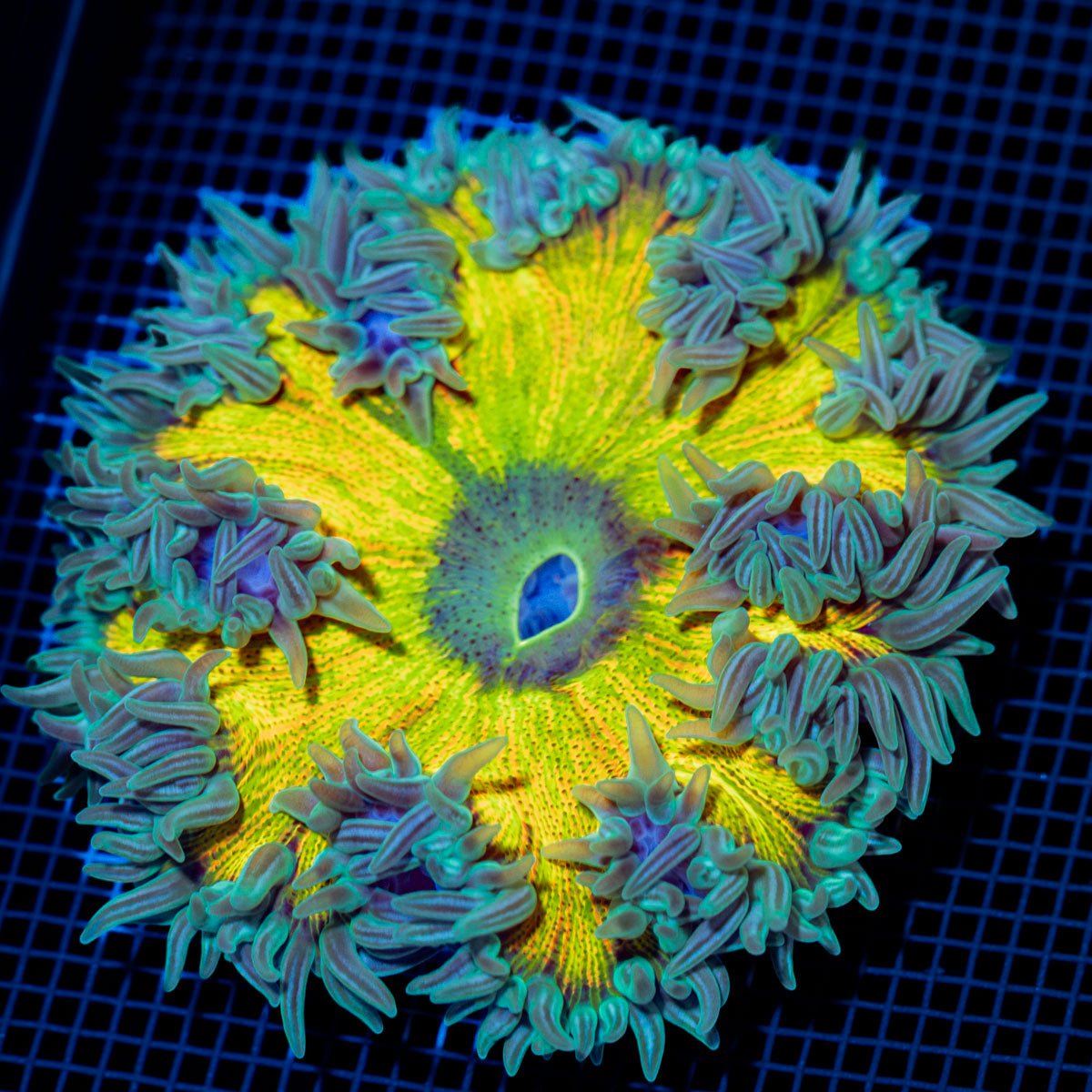 Ultra Rock Flower Anemone with colorful oral disc in reef aquarium