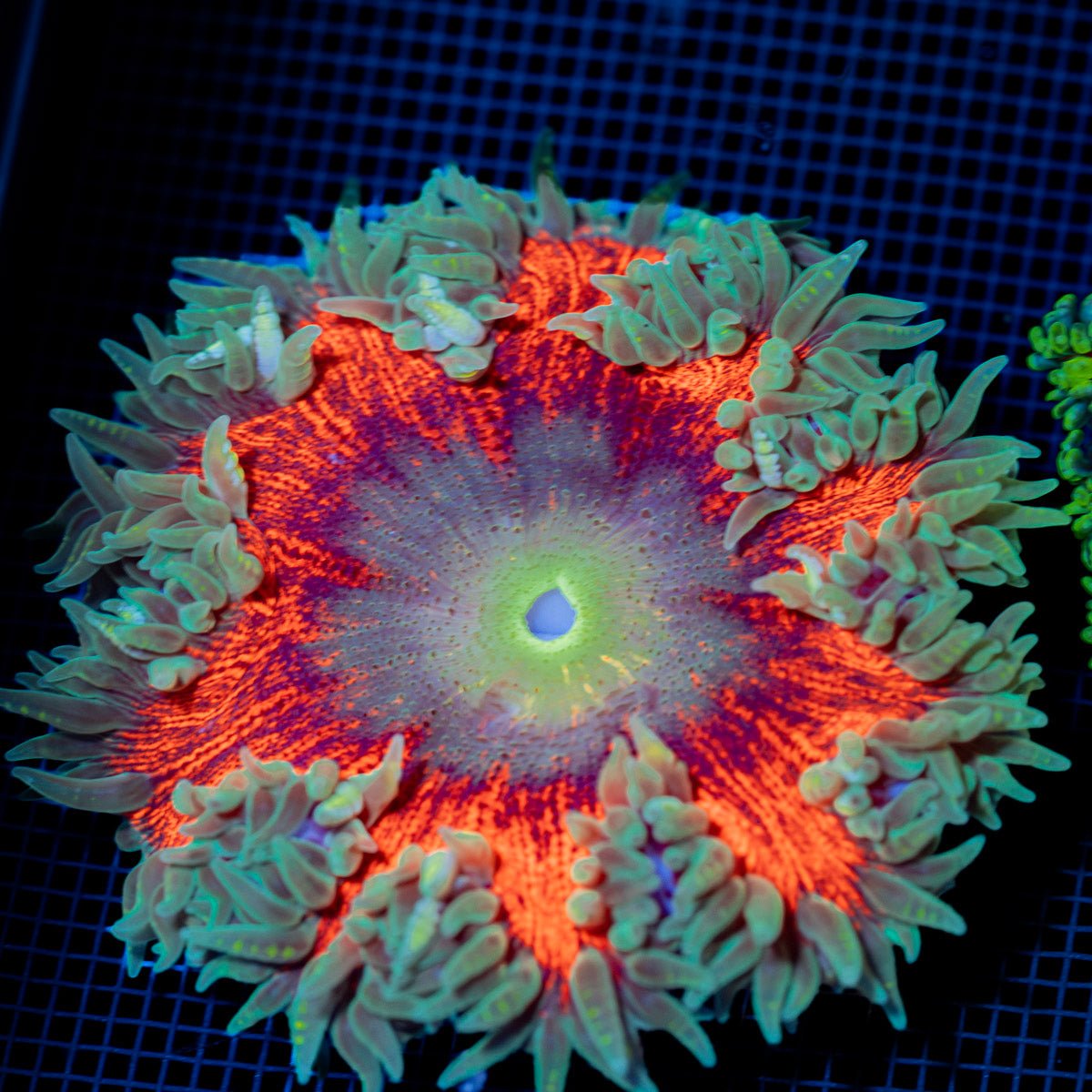 Ultra Rock Flower Anemone with colorful oral disc in reef aquarium