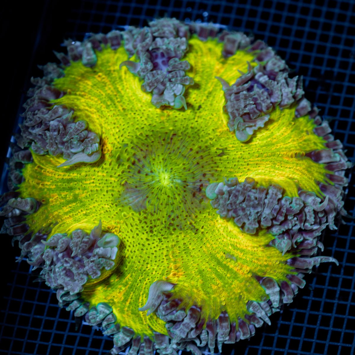 Ultra Rock Flower Anemone with colorful oral disc in reef aquarium
