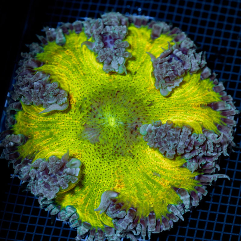 Ultra Rock Flower Anemone with colorful oral disc in reef aquarium