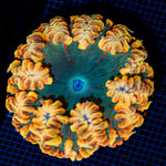 Ultra Rock Flower Anemone with colorful oral disc in reef aquarium