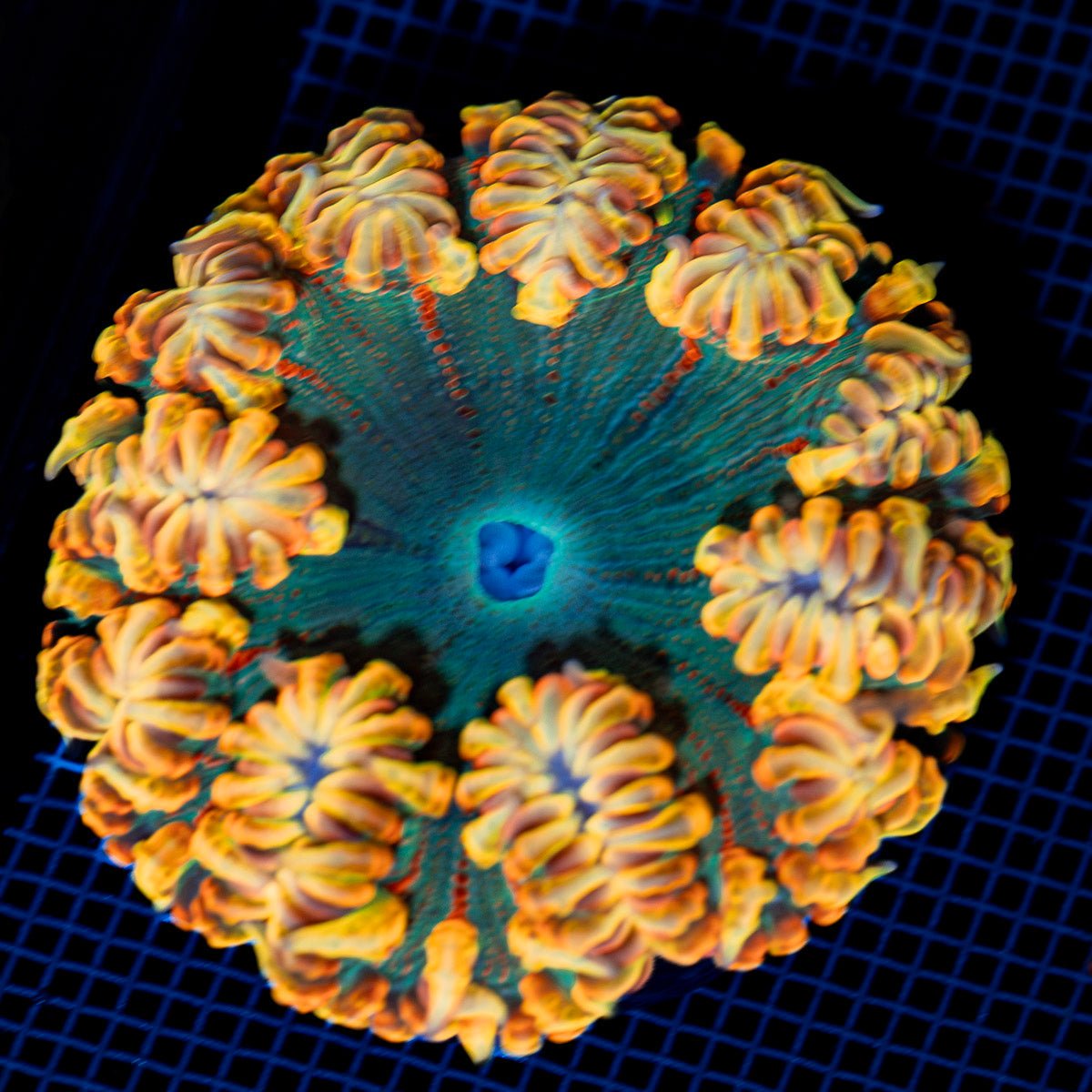 Ultra Rock Flower Anemone with colorful oral disc in reef aquarium
