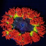 Ultra Rock Flower Anemone with colorful oral disc in reef aquarium