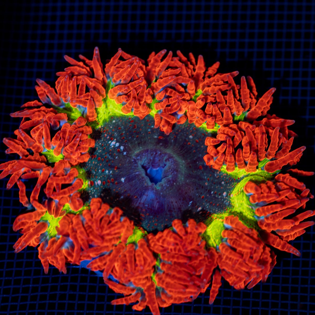 Ultra Rock Flower Anemone with colorful oral disc in reef aquarium