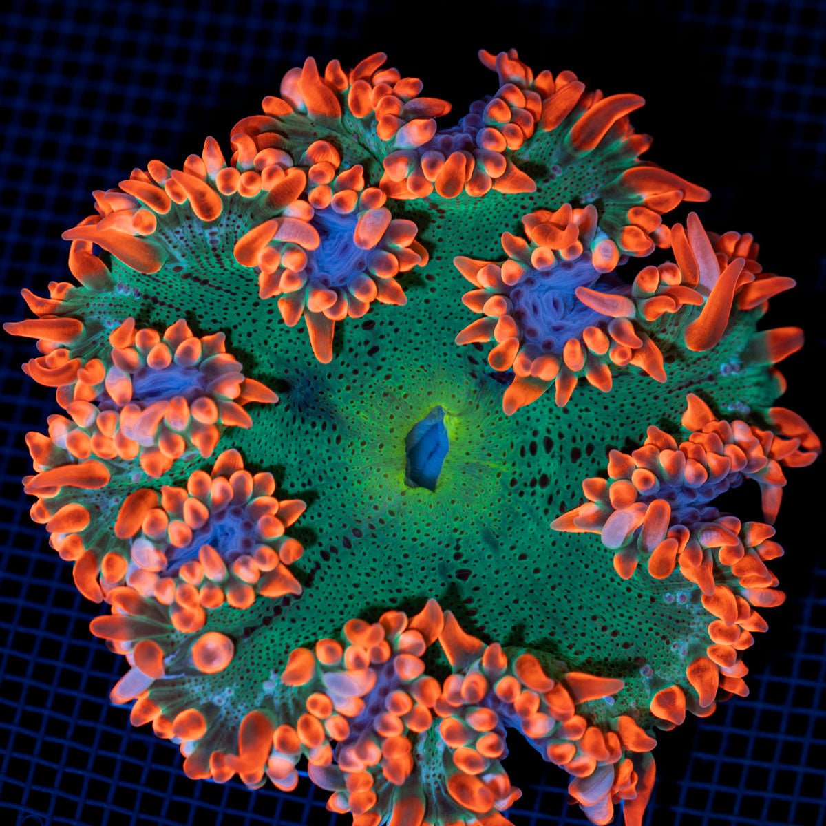 Ultra Rock Flower Anemone with colorful oral disc in reef aquarium