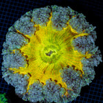 Ultra Rock Flower Anemone with colorful oral disc in reef aquarium