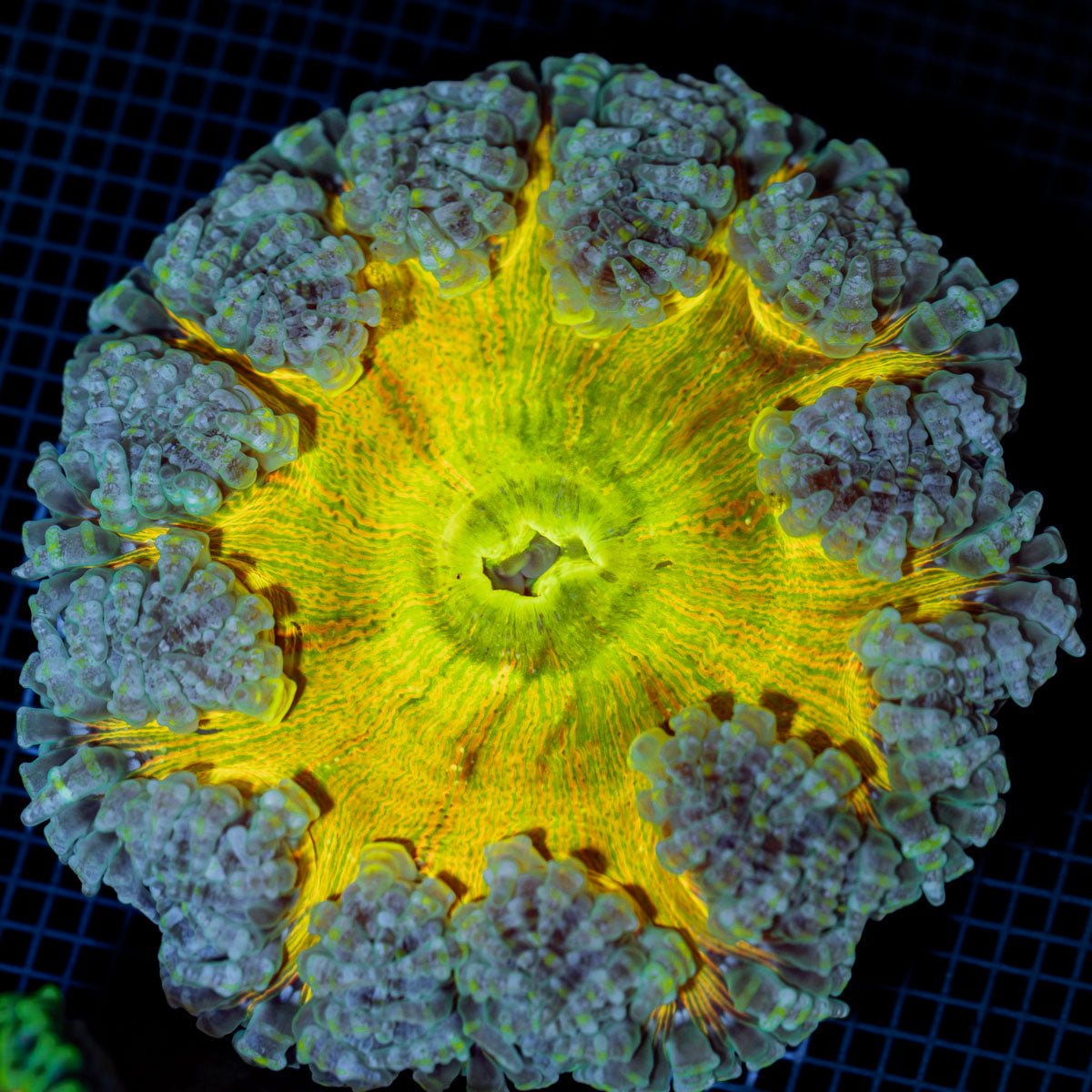 Ultra Rock Flower Anemone with colorful oral disc in reef aquarium