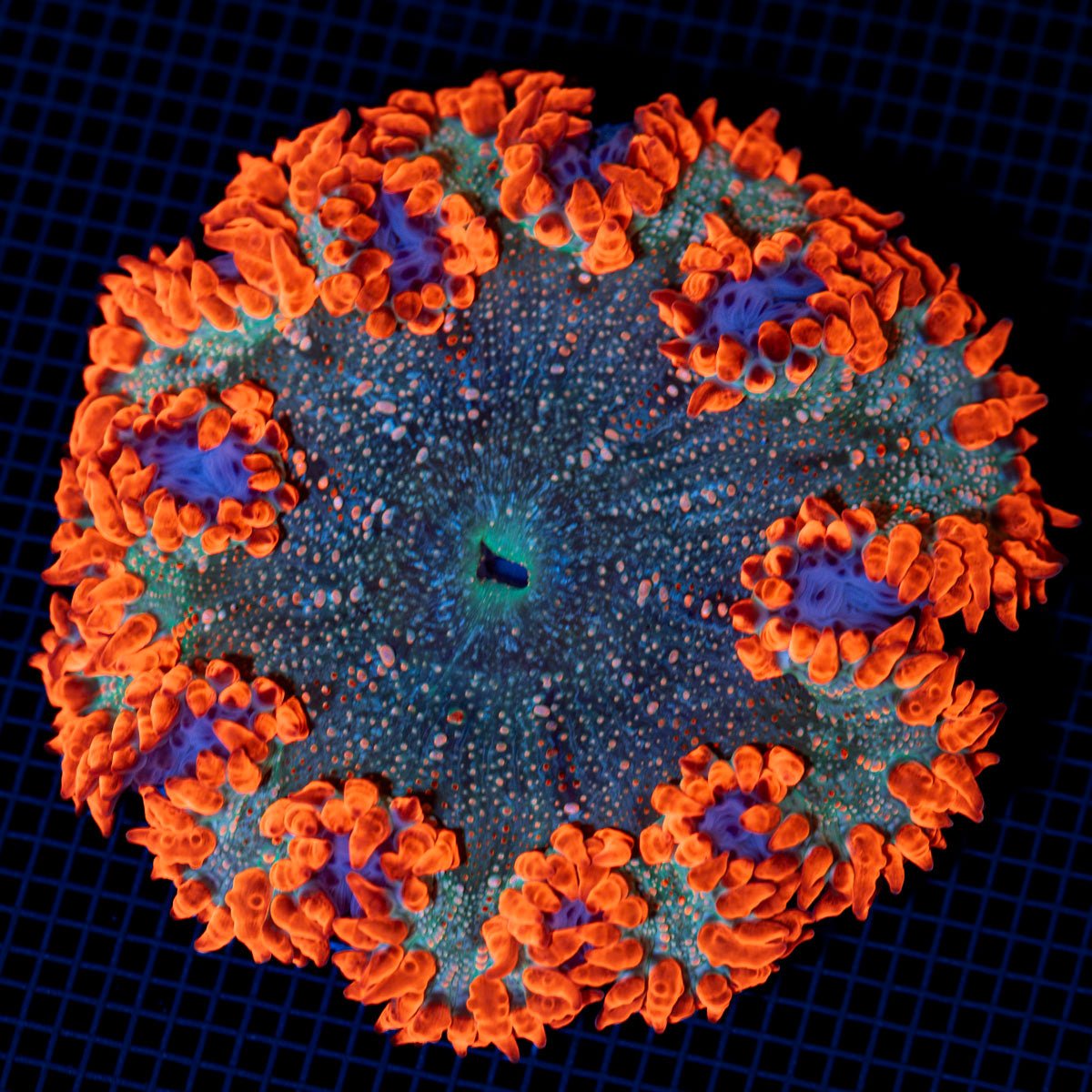 Ultra Rock Flower Anemone with colorful oral disc in reef aquarium