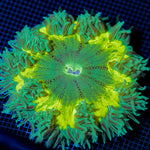 Ultra Rock Flower Anemone with colorful oral disc in reef aquarium
